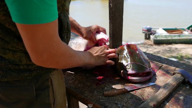 A fisherman is carving a large catfish just caught in the Volga River. A picture of the life of a small fishing village in Russia.