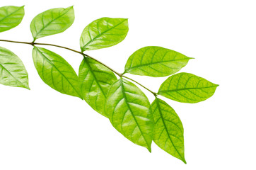 Fototapeta na wymiar The tree leaves on the white background. The isolated green leaves with clipping path