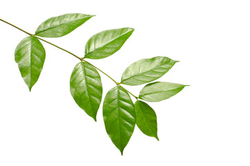 Fototapeta na wymiar The tree leaves on the white background. The isolated green leaves with clipping path