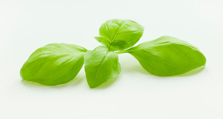 Top leaf of fresh basil on white background