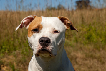 american staffordshire terrier