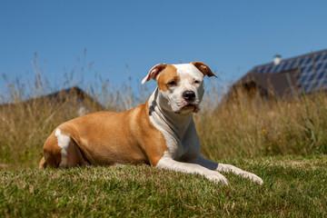 american staffordshire terrier