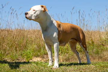 american staffordshire terrier