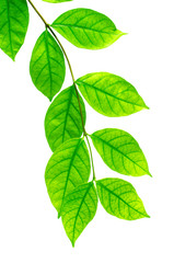 Naklejka na ściany i meble The tree leaves on the white background. The isolated green leaves with clipping path
