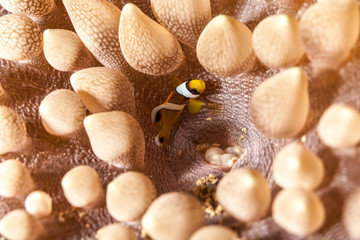 Clownfish or anemonefish are fishes from the subfamily Amphiprioninae in the family Pomacentridae