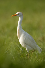 Cattle egret feeding grasses of Hamala farmland, Bahrain 