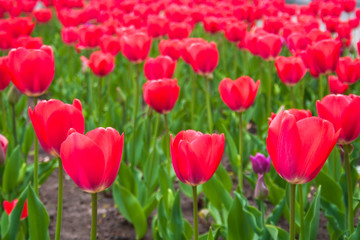 Beautiful red tulips with green leaves, blurred background in tulips field or in the garden on spring 