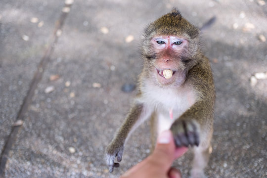 Close up portrait of monkey.