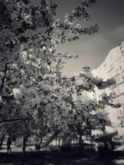 Branch blossom apple tree in spring.