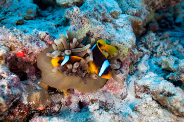 Plakat Clownfish or anemonefish are fishes from the subfamily Amphiprioninae in the family Pomacentridae