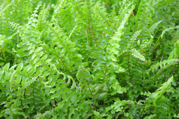 Fresh Green fern leaf plant background