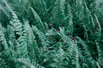 tropical leaf texture background, dark fern leaves