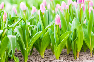 Colorful tulips in the spring in the garden