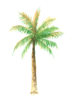 hand drawn palm tree watercolor illustration, isolated nature on white background