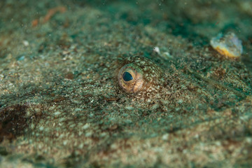 Angler, monkfish, Lophius piscatorius