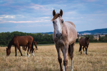 Young horse on pasture. Herd of thoroughbred horses 