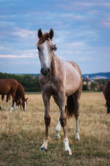 Naklejka na ściany i meble Young horse on pasture. Herd of thoroughbred horses 