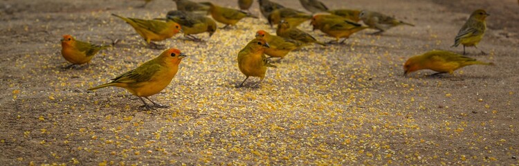 flock of canary birds eating corn flakes on the ground