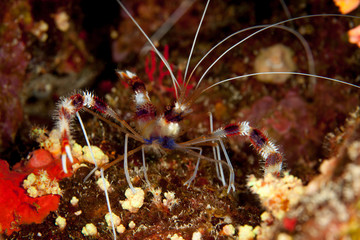 Banded Boxer Shrimp - Stenopus hispidus - Gebänderte Scherengarnele
