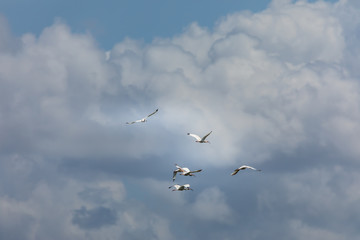 A couple of birds in the blue sky
