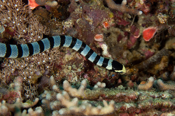 banded sea krait, Laticauda colubrina, sea serpent