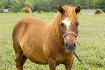 Obraz premium brown horse grazing on a green field on a summer day.