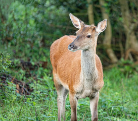 Naklejka na ściany i meble Red deer, Woodland, Glenveagh National Park, Donegal, Ireland