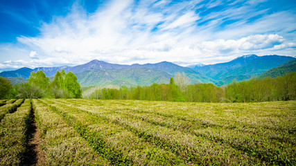 Fototapeta na wymiar Amazing landscape view of tea plantation