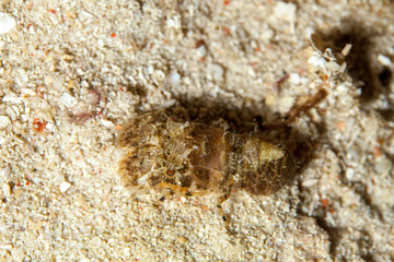 Slipper Lobster, Scyllarus, Scyllarides