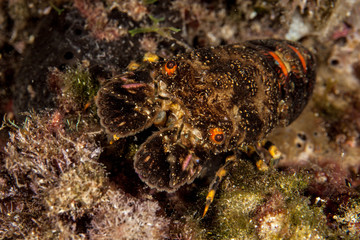 Slipper Lobster, Scyllarides arctus