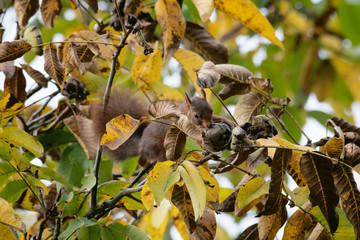 animaux ecureuil noix