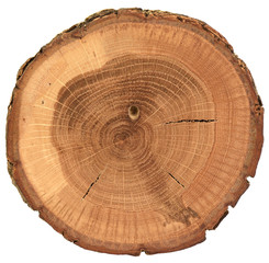 Round oak wood slab with bark, growth rings and cracks isolated on white background © alexeyborodin