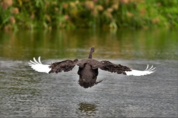 Black Swan on the lake
