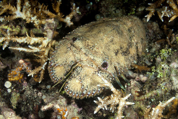 Caledonian Mitten Lobster, Parribacus caledonicus