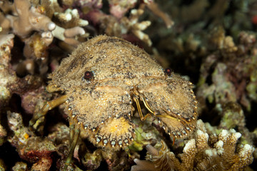 Caledonian Mitten Lobster, Parribacus caledonicus