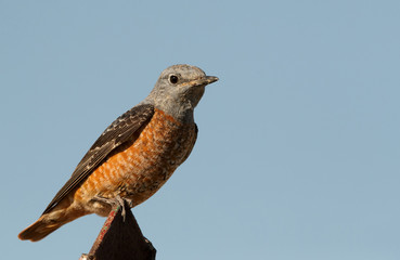 Closeup of Rufous-tailed rock thrush, Bahrain 