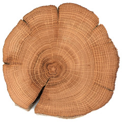 Irregular shaped oak wood slab with growth rings and cracks isolated on white background