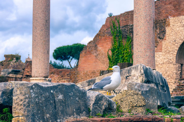 Obraz premium Seagull overlooking the roman forum in Rome.