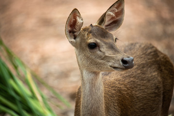 Adorable curious white brown deer with green grass and blur background on beautiful hot summer day.