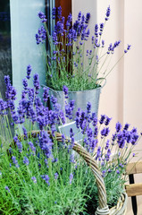 lavender flowers in a pot
