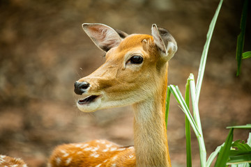 Adorable curious white brown deer with green grass and blur background on beautiful hot summer day.