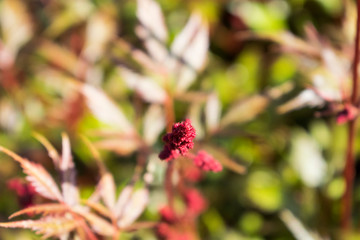 Autumn colored plants. Close up photo with blured elements.
