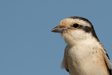 Closeup  of Masked shrike at Hamala farm, Bahrain 