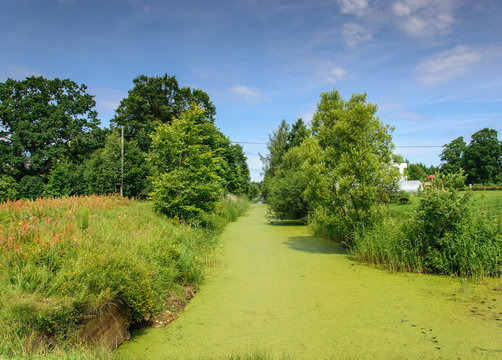 Overgrown grass Canal. Old marshy canal. Channel with standing water covered with mud.