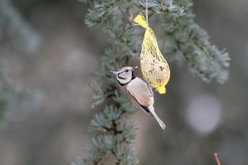 animaux oiseau mesange huppée