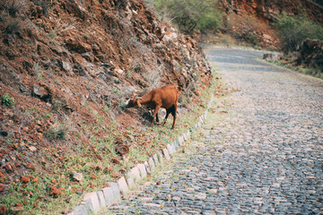 brown goat in a rocky road in santo antao, cape verde
