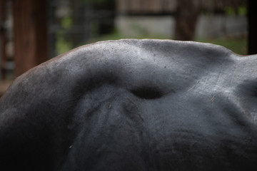 Closeup beautiful bones and black skin of Bull texture background.