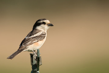 Closeup  of Masked shrike at Hamala farm, Bahrain 