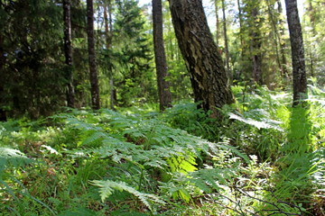 Obraz premium A forest consisting of a wide variety of coniferous and deciduous plants on a sunny summer day. A unique image of wildlife.