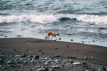 street dog abandoned alone walking on seashore of blue sea and beach